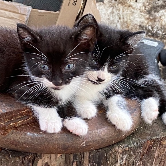 Meet your Posher, Dwana - Picture 5 of 16